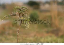 Image result for Acacia cornigera