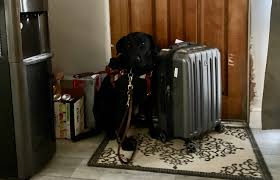 Dasmariñas city is about 8,234 hectares, 12 kilometers south of metro manila or the national capital region and 27 kilometers south of the center of the city of manila.it is bounded by the city of imus and the municipality of silang, both in cavite at the north and south respectively, at the east by the cities of san pedro and biñan by the side of laguna and carmona and at the west, it is. Op Ed Dot Nprm Could Discourage Service Animal Owners From Traveling Runway Girlrunway Girl