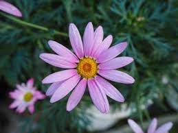 Care Of Marguerite Daisies Info On Marguerite Daisy Growing Conditions Daisy Daisy Flower Flowers