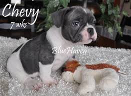 All our puppies have been family raised with lots of love and attention. Blue Brindle Pied Bluehaven French Bulldogsbluehaven French Bulldogs