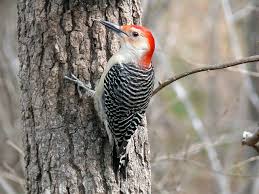 Is this woodpecker looking at you or your siding? Woodpeckers No More Woodpecker Deterrents For The Home