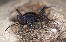 Den har siden 1983 etablert seg i norge, og er særlig vanlig i bygårder i det vestlige oslo, der den går under navnet. Blabukk Hyppig Gjest I Fyringsved Norsk Hussopp Forsikring