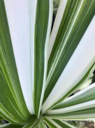 Image result for Crinum aurantiacum