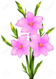 Image Result For Gladiolus Flower Outline Flower Clipart Gladiolus Flower Flower Outline