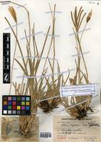 Image result for Eustachys paspaloides