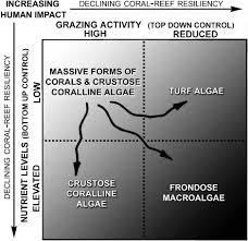 Top down and bottom up dp are two different ways of solving the same problems. Harmful Algae On Tropical Coral Reefs Bottom Up Eutrophication And Top Down Herbivory Sciencedirect