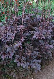 We did not find results for: Shade Gardening Westwood Gardens Blog Plants Shade Garden Shade Perennials