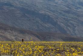 Death valley holds the world record for the hottest recorded temperature on earth — in 1972, its ground temperatures reached 201 degrees fahrenheit. Life Blooms In Death Valley As Desert Turns Into Oasis Of Flowers Daily Mail Online