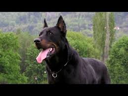 Top 10 Biggest Guard Dogs In The World 2016 2017 Youtube Best Guard Dog Breeds Guard Dog Breeds Best Guard Dogs
