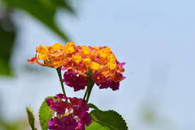 Maybe you would like to learn more about one of these? Malayalam Name Photos Free Royalty Free Stock Photos From Dreamstime
