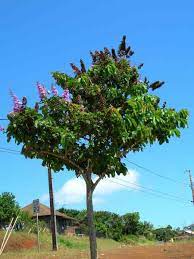 Saat ini jenis pupuk kimia/anorganik banyak jenisnya. 20 Pilihan Pokok Pokok Teduhan Berbunga