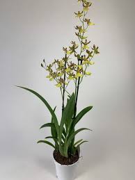 22 common plants that attract bees! Oncidium Honey Bee Orchideen Wichmann De Highest Horticultural Quality And Experience Since 1897
