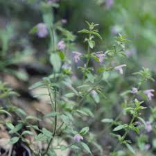 Image result for Pentadesma reyndersii