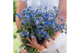 In general, it has five charming, blue petals with the yellow center. Chinese Forget Me Not Cynoglossum Seed Johnny S Selected Seeds