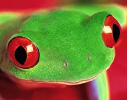 Biology Complementary Colors In Nature Publicidad Pinterest Complementario Color De La Piel Y La Rana