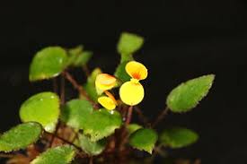 Image result for Begonia vankerckhovenii
