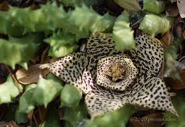 Image result for Orbea maculata