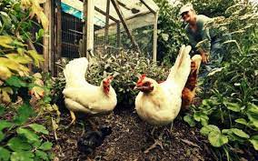 Şi pretenţiile clienţilor sunt, însă, mai mari. Top 9 Idei De Afaceri Agricole Pe SuprafeÈ›e Mici Suceavalive