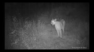 Mountain Lion Screaming Youtube