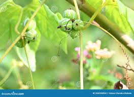 Image result for Diplocyclos