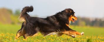 We did not find results for: Animal Stem Cell Therapy
