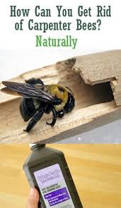 18 Ways To Get Rid Of Carpenter Bees How To Control Wood Bees In 2020 Carpenter Bee Carpenter Bee Spray Wood Bees