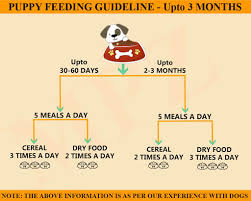 1 Month Labrador Puppy Food Chart Dogs Breeds And