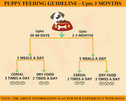 1 month labrador puppy food chart dogs breeds and