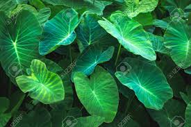 Elephant ears needs room to grow. Green Leaves Black Background Creative Layout Made Of Green Leaves Flat Lay Alocasia Odora Foliage Night Scented Lily Or Giant Upright Elephant Ear Exotic Tropical Leaf Cocoyam Dasheen Chembu Stock Photo Picture And Royalty Free Image