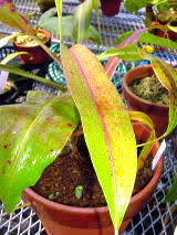 Nepenthes ネペンテス ウツボカズラ 栽培方法 Y S Exotics 食虫植物農園