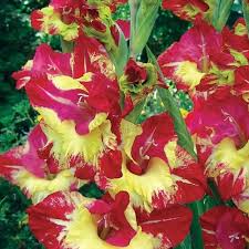 Stereo Gladiolus Gladiolus Wholesale Flowers Bulb Flowers