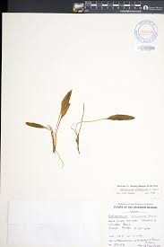 Image result for Ophioglossum polyphyllum