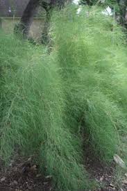 We did not find results for: Bamboo Muhly Central Texas Gardener