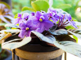 Perhaps it was for a housewarming, a birthday, or just as a thank you? African Violets Care Growing Watering Requirements Propagation Plant Index