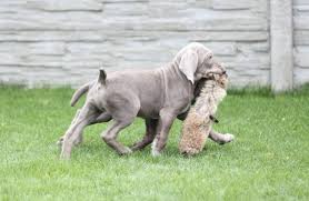 Image result for slovenský ohař hrubosrstý