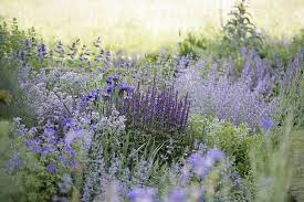 I could take a punt at a cultivar name and suggest 'spanish eyes' as it is probably. Blue Catmint Dream Garden Prairie Garden Plants