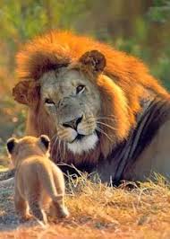 Pin By Lindsey Stockstill On Lion S Den Big Cats Photography Animals Big Cats