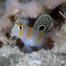 Black And White Striped Saltwater Aquarium Fish Orange Striped Randall S Goby Amblyeleotris Randalli Fish Pet Aquarium Fish Saltwater Aquarium