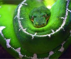 The Most Dangerous Amazon Rainforest Animals Amazon Rainforest Animals Dangerous Animals Amazon Animals