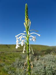 Image result for Chascanum