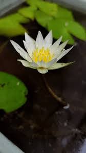 Image result for Nymphaea heudelotii