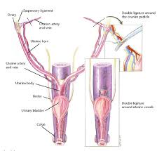 If the topic of conversation turns to dogs, you are going to need to know how to recognise the names of the parts of a dog. 2021 Ultimate Veterinary Guide To Dog Anatomy With Images Vetcheck