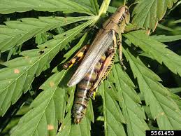 May 26, 2021 · how to get rid of grasshoppers in my vegetable garden (15 best and doable ways) fertilize your garden. Grasshoppers Cannabis How To Identify Get Rid Of It Quickly