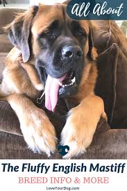 The Fluffy English Mastiff Can Mastiffs Have Long Hair Loveyourdog In 2020 English Mastiff Mastiff Breeds Mastiffs