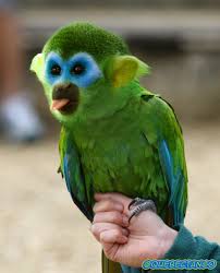 2015 05 Abe Papegoje Abegoje Photoshopped Animals Animal Mashups Fake Animals