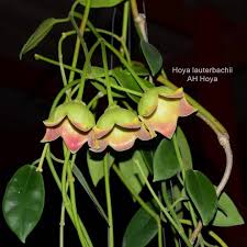 The genus hoya, commonly called wax plant, is a large group of mostly climbing or trailing vines, or sometimes shrubs native to tropical asia, the pacific islands and australia. Ah Hoya H Lauterbachii