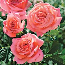 These rose bushes have improved disease resistance, growth habit, bloom time, color, flower size and more. Catalina Grandiflora Rose Tea Roses Hybrid Tea Roses Rose