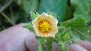 Image result for Sida urens