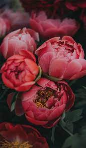 We did not find results for: Bright Pink Peonies Anita Austvika 657x1132 Wallpaper Teahub Io