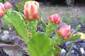 Image result for Opuntia monacantha